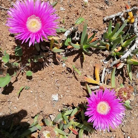 Nicuzza Bed & Breakfast Martano