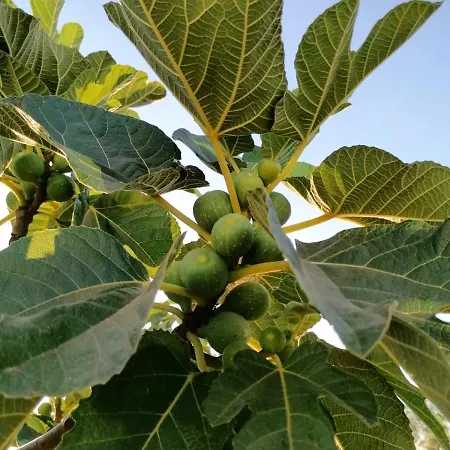 Nicuzza مارتانو