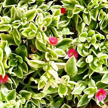 Nicuzza Bed & Breakfast 3*