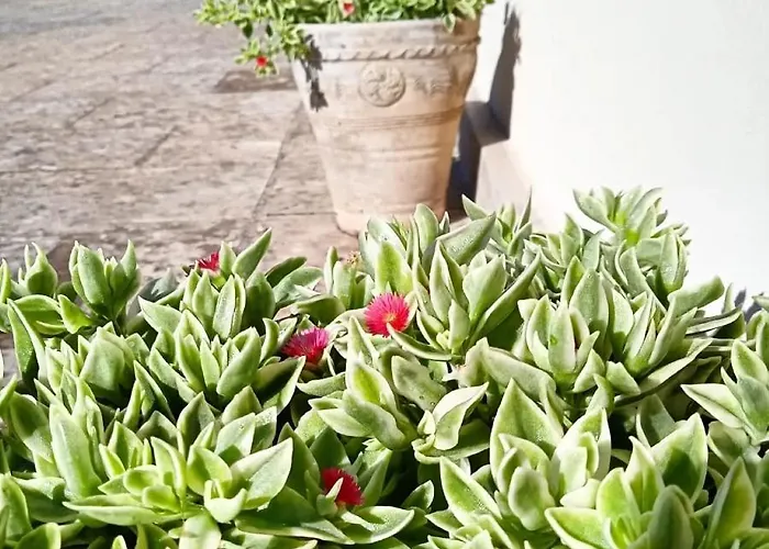 Bed and breakfast Nicuzza 3*