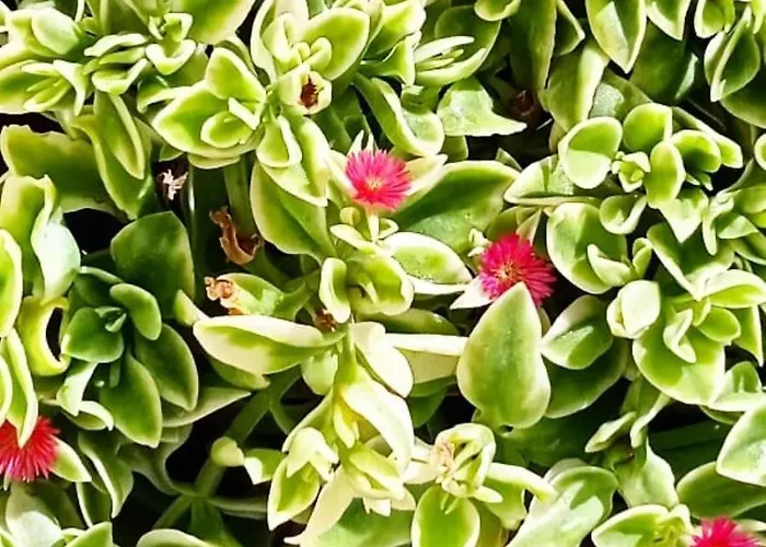 Nicuzza Bed and breakfast 3*